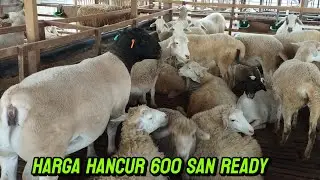 ORDER SEGERA DOMBA 600 RIBUAN JOS JIS WA 085784193257 shanom farm kediri 