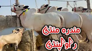 Mandra mandi сегодня || Mandra mandi 18/2/2026 последнее обновление || часть 2 || Domail mandi ||...