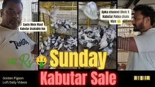 🔥 Sunday Special! Shakil Bhai Ke Kabutar Sale Live Mumbai Kurla East 