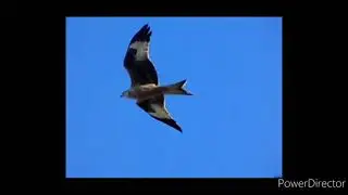 The Orb - A Beautiful Day - Red Kites - HD 1080 p