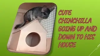 Chinchillas plays energetically. #short,#beta,#neneofw,#animalpet,#chinchillas