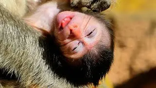 DOCUMENTARY FILM | PLEASE LOVE NEWBORN | PERFECT LIFE BABY | NICE CLIP