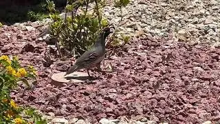 Rare footage of baby quails 