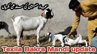 Texila Bakra Mandi update on26 December 2025.Sindhi Bakriyah||Dani Goat Farm #beautifullgoats #goats
