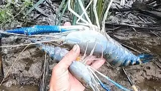 XIỆC T&Ocirc;M C&Agrave;NG KHỦNG LỒ V&Agrave; C&Aacute; L&Oacute;C ĐỒNG TO&Agrave;N H&Agrave;NG KHỦNG KH&Ocirc;NG @**@T&Ugrave;NG NH&Agrave; B&Egrave; 