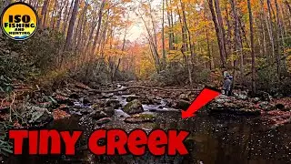 This TINY CREEK Was FULL of Trout!!!
