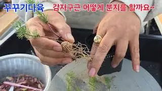 파라독섬 새끼는 이렇게 달려요😄😃
