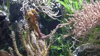 Wuppertal   Zoo   Hippocampus barbouri 01 0 ies