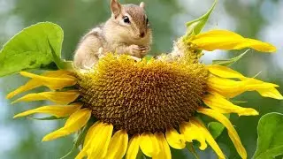 Amazing Health Benefits of Sunflower Seeds | Health And Nutrition