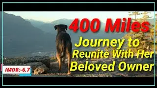 A Dog Epic 400 Miles journey shows a Love with her owner | Movie Explained | 😥🐶