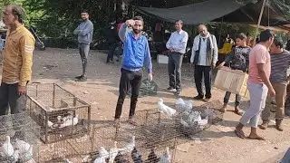 Nakkhas Kabutar market New Video 2022🤗Soldier kabutar Lucknow kabutar Mandi Kabutar for sale Lucknow