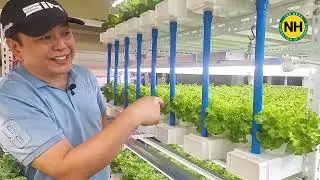 Cultivating 300 Lettuce Heads using Growlights on NutriHydro.