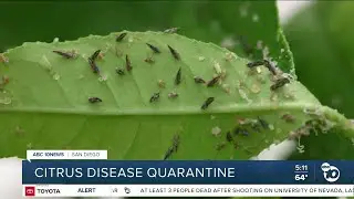 Citrus disease quarantine
