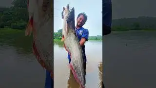 ഇത്ര വലിയ ആറ്റു വാളയോ, Big Wallago Attu Fishing #fishing #kerala