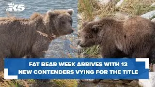 Fat Bear Week arrives with 12 contenders vying for title