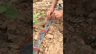Fixed method of drip irrigation in farmland #Agriculture #planting #irrigation #short recommendation