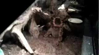 Lasiodora difficilis