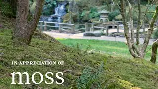 One Minute of Serenity: In Appreciation of Moss