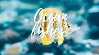 Ocean Fishes | Royalty Free Footage | Copyright Free