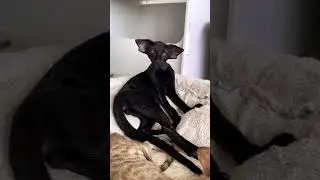 Sometimes someone confuses oriental cats with dogs 🤪