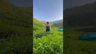 Tea Garden #nepal #travel #nature #youtubeshorts