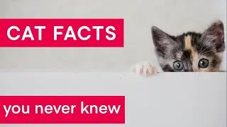 Funny CAT'S LIFE | Interesting FACTS you Never Knew