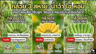 ข้อดีข้อเสียและวิธีปลูก วิธีดูแล กล้วยน้ำว้า กล้วยหอม กล้วยไข่