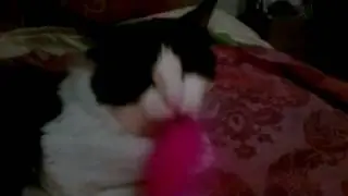 Susie Cat with her new  KONG Cat Cork Ball
