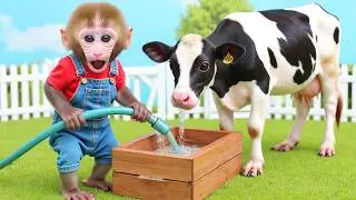 Monkey Nana drives a tractor and the Journey of building a water tank to save the thirsty cows