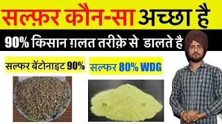 Sulphur(80%) WDG and Sulphur Bentonite(90%) || दानेदार व पाउडर सल्फर में कौन-सा बेहतर | sulphur 