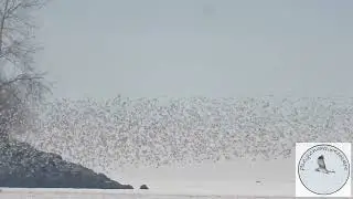 Sandpipers pay a visit to the ferry port...