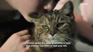 Managing Feline Arthritis: Solensia Treatment Available at Aorangi Vets