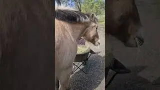 Before and After - giving my horse a buzz cut #horses #fjord
