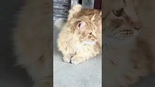 Willie&rsquo;s Words of Wisdom Part 8 (Motivational Speech) #cuteanimals #talkingcat #catshorts