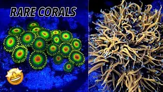 Rasta Zoanthid & Gold Torch Coral