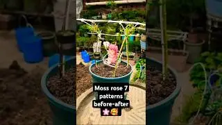 Moss rose 7 patterns 🌸🥰#shorts #ourplants #garden #gardeningtips #bonsai #mossrose #plants
