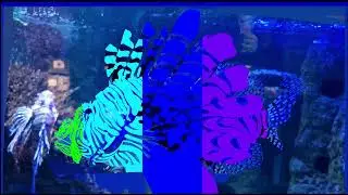 The Collar Full Disco Party Rainbow Lichts Zeekoraalduivels Sea Life Aquarium 