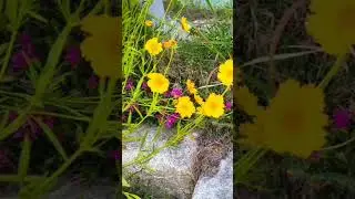 Richard Clayderman - Le Chanson Pour Anna(안나를 위한 노래)