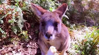 Morisset Park