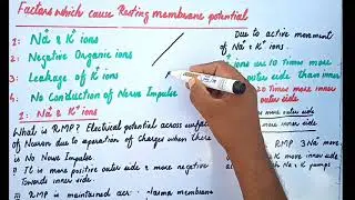 Factors which cause resting membrane potential part 2;