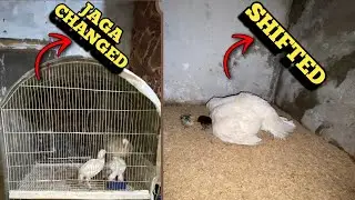 Pushpa or us ka chicks 🐣 ko mini-cage ma shift kr diya || Hamara Bohat bara nuqsaan ho gaya