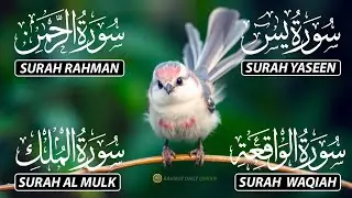 Magical Recitation Surah Yaseen (Yasin) | Surah Rahman | Surah Waqiah | Surah Mulk