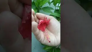 Flower transformation #oldsongs #trending