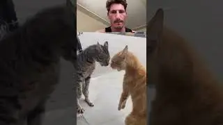 cats street fight part 2 #cat #usa #funny #pets #cute #challenge #cats #animals #fight #catfigh