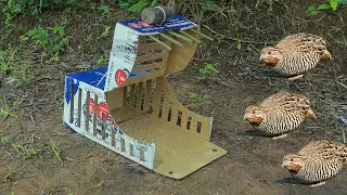 Create Quick Technique Bird Trap Method - DIY Cardboard Quail Trap