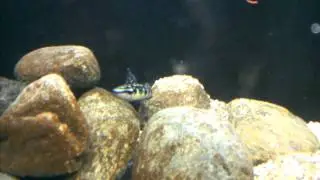 Julidochromis breedning 2