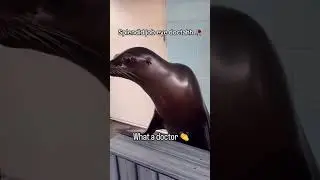 Thank you good sir #shorts #funny #animals #viral #trending