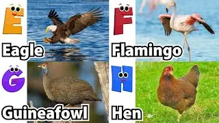 ABC Flying Animals Song for Kids | Learn English and Animals #abcd #2025
