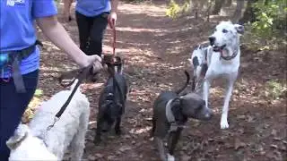 The K9 Coach Intro