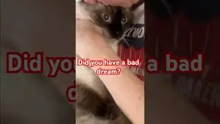 CAT has BAD DREAM,, #cats #shortsfeed #bagagwa #catsofyoutube